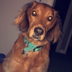 Meet your Posher, Abbie